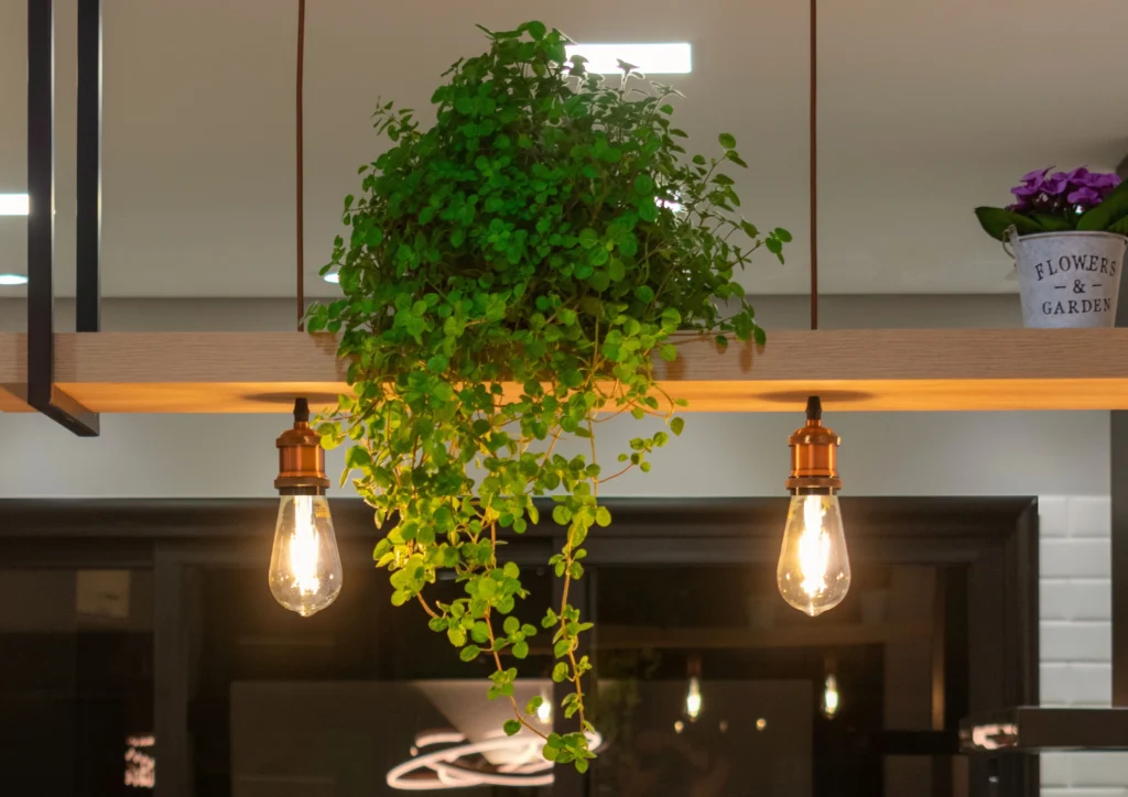 <img src="decoracao-plantas-lampadas.webp" alt="Imagem de um ambiente iluminado com uma planta pendente e lâmpadas expostas, criando uma decoração aconchegante e moderna.">